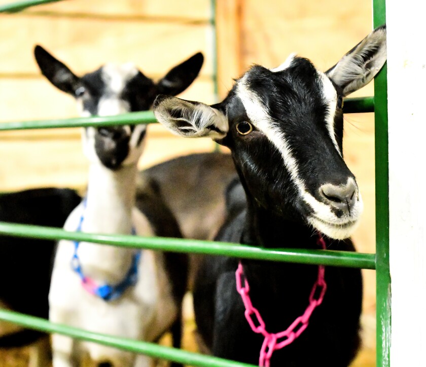 goats.jpg