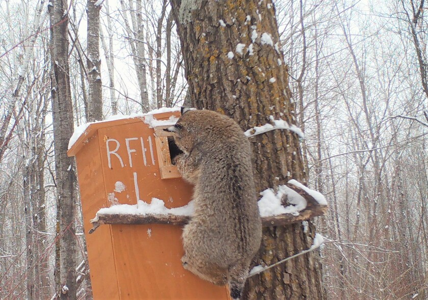Bobcat at a fisher den box