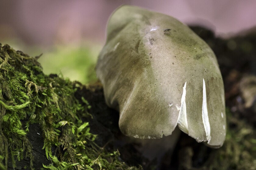 Mushroom.
