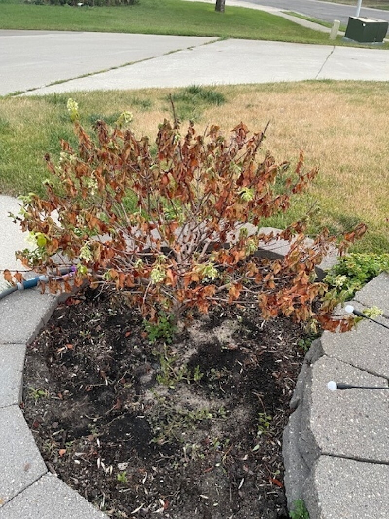 Extreme heat is stressing water-loving hydrangea