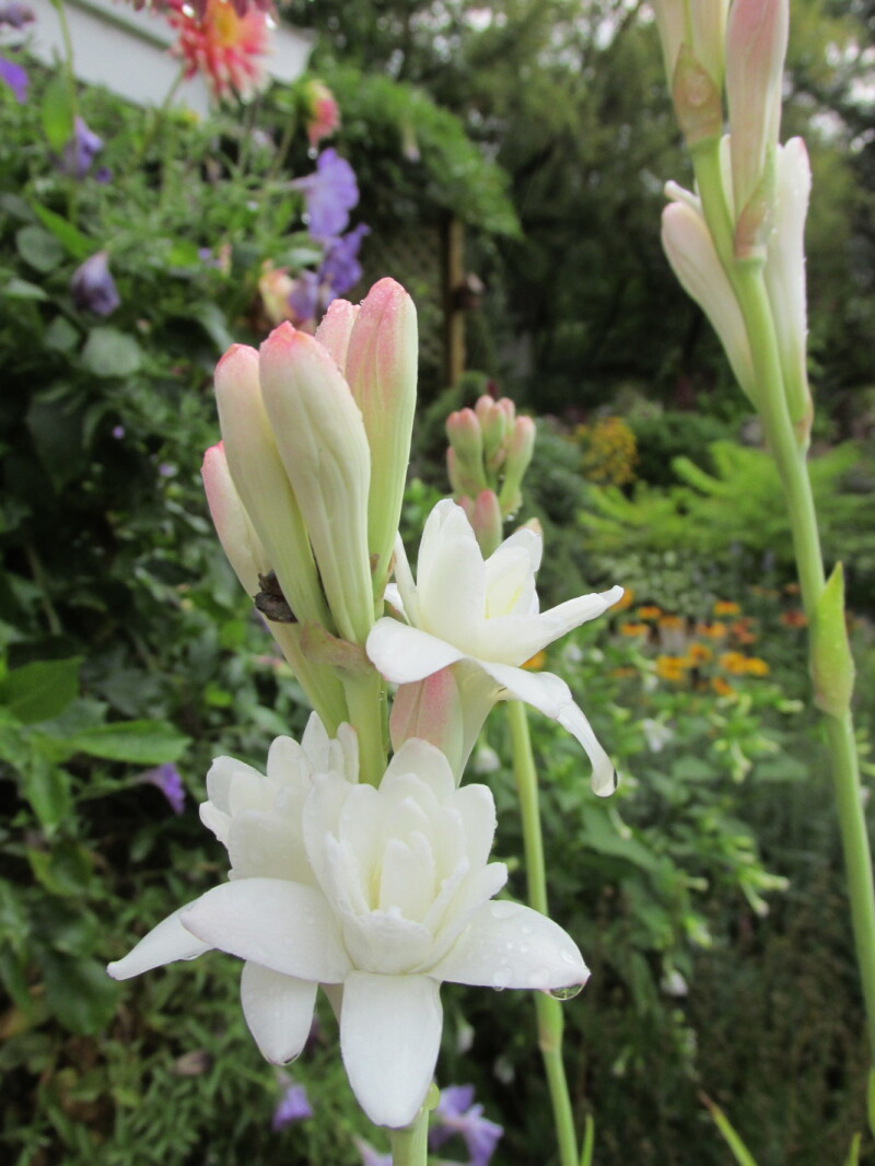 Everyone has a favorite flower