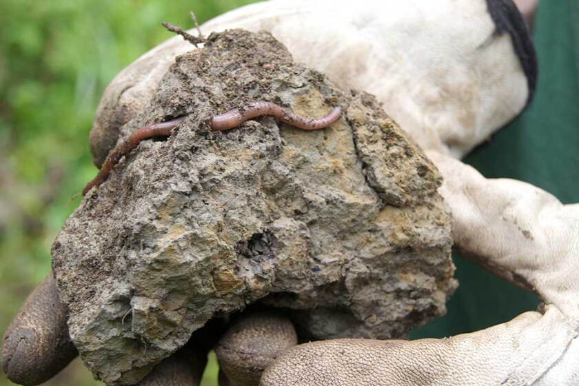 Earthworm Found Unnoticed, underneath your feet - The global earthworm invasion ...