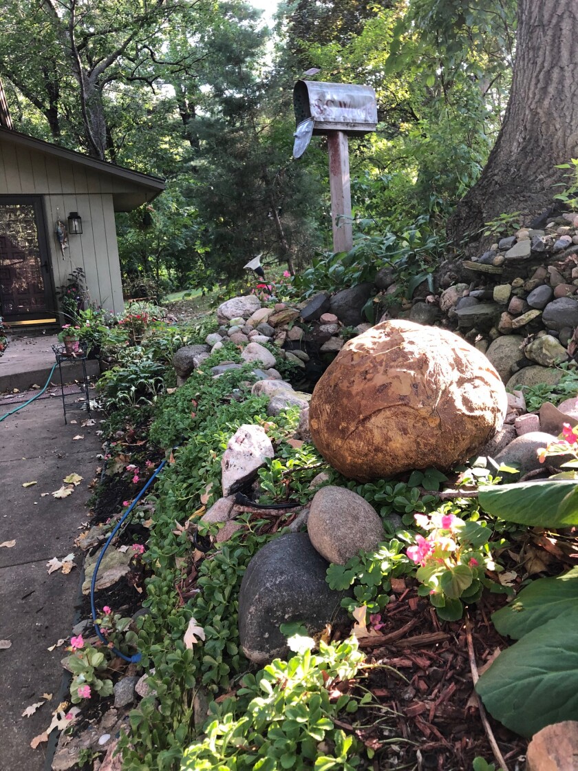 A decayed puffball mushroom resembles a boulder in a yard