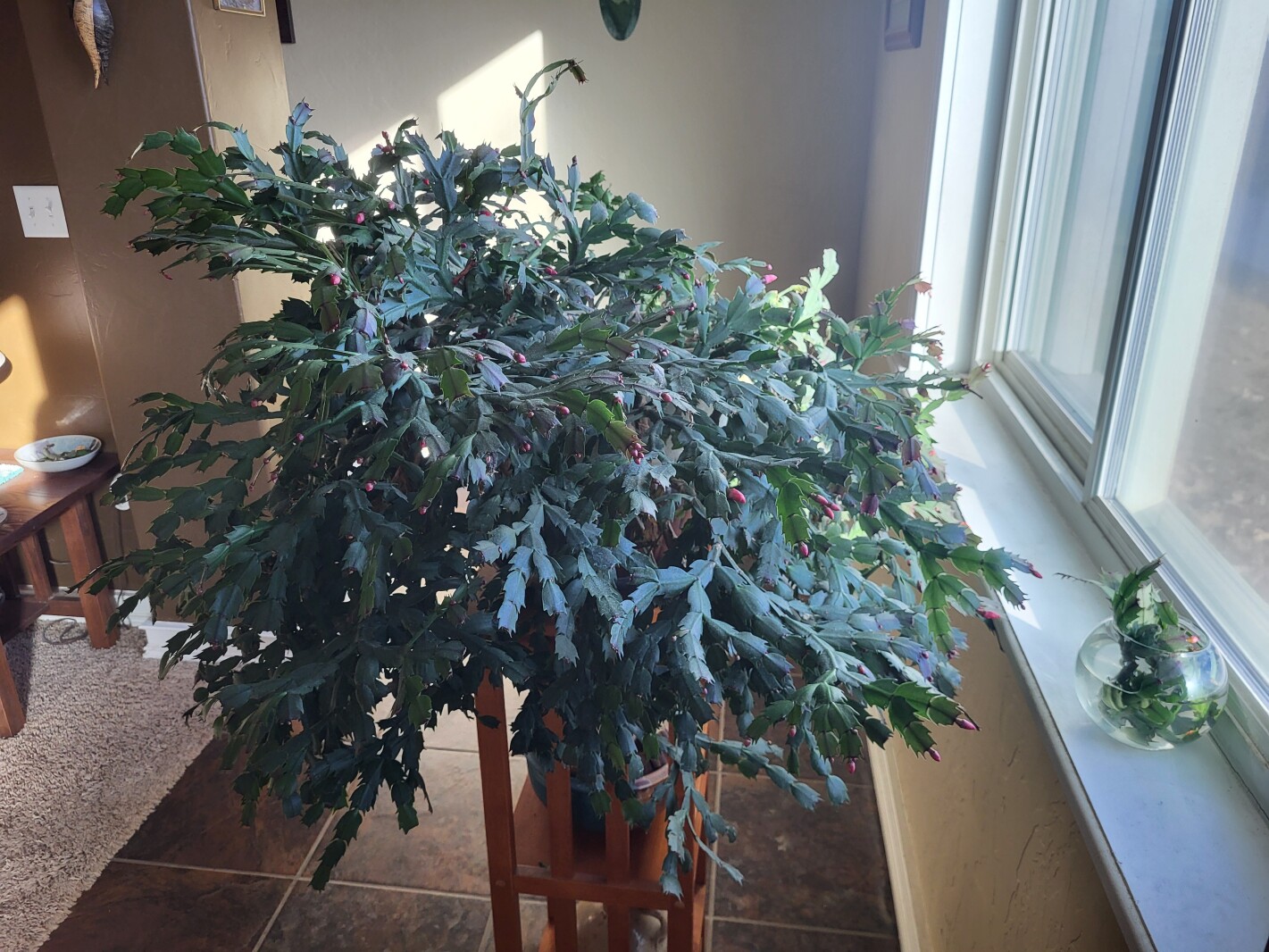 How to care for an heirloom holiday cactus