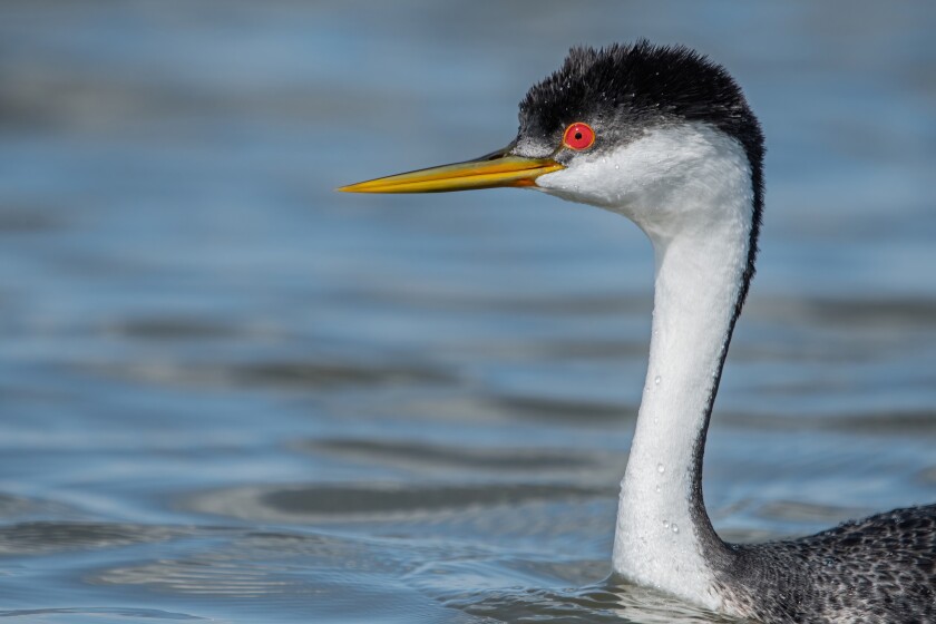 Owens_WesternGrebe.jpg