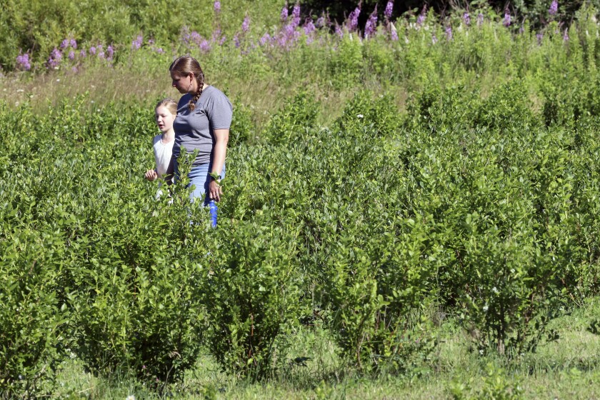 Mother and daughter among blueberry plants.