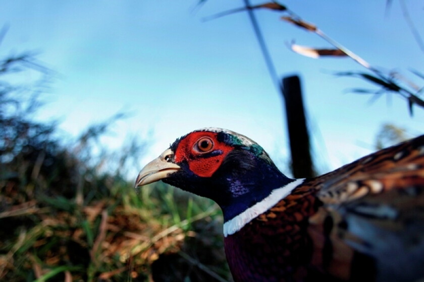 Pheasant Falling Spring pheasant counts rise across N.D., hinting at strong fall season ...