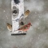 two brown spotted birds and one pink and brown bird sit on birch bark feeder as snow falls