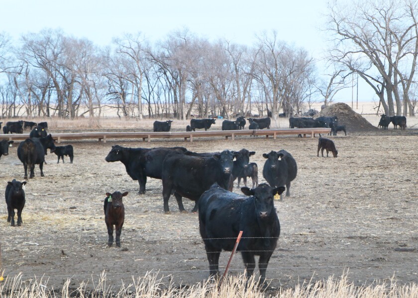 Black mother cows and their calves stand in a corral, flanked by trees and brown fields, in a winter that has brought cold but not much snow.