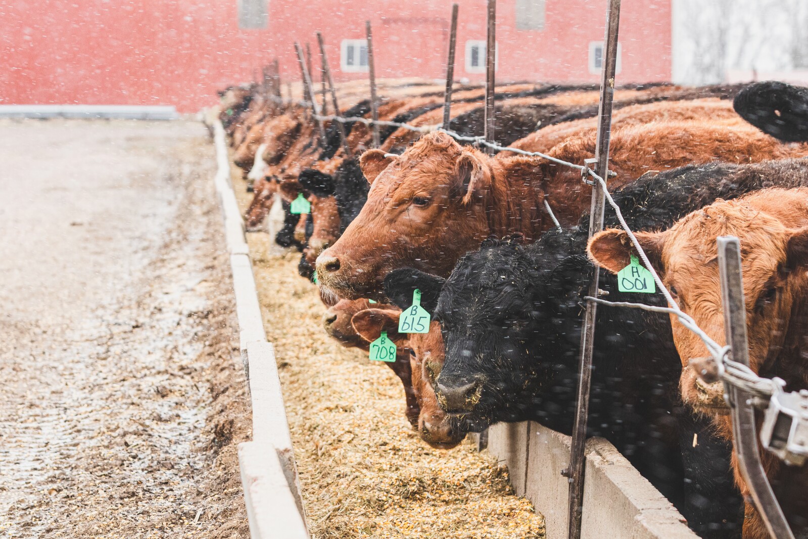 GronsethCattleFarm-14.jpg