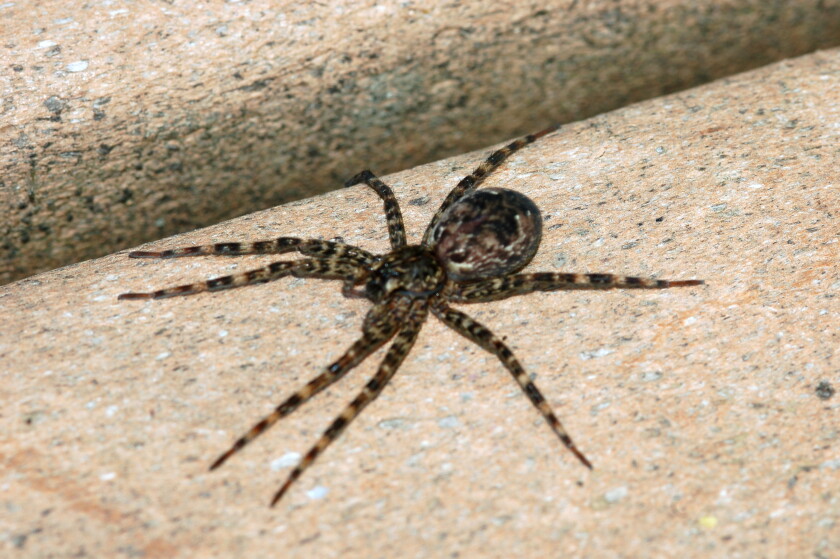 Northland Nature: The summer visitor that stayed - Duluth News Tribune ...