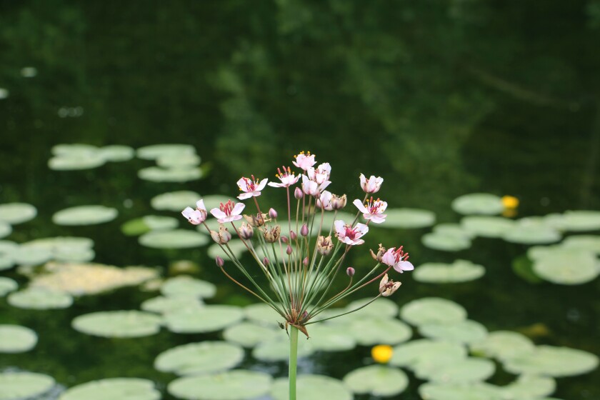 Flowering Rush.jpg