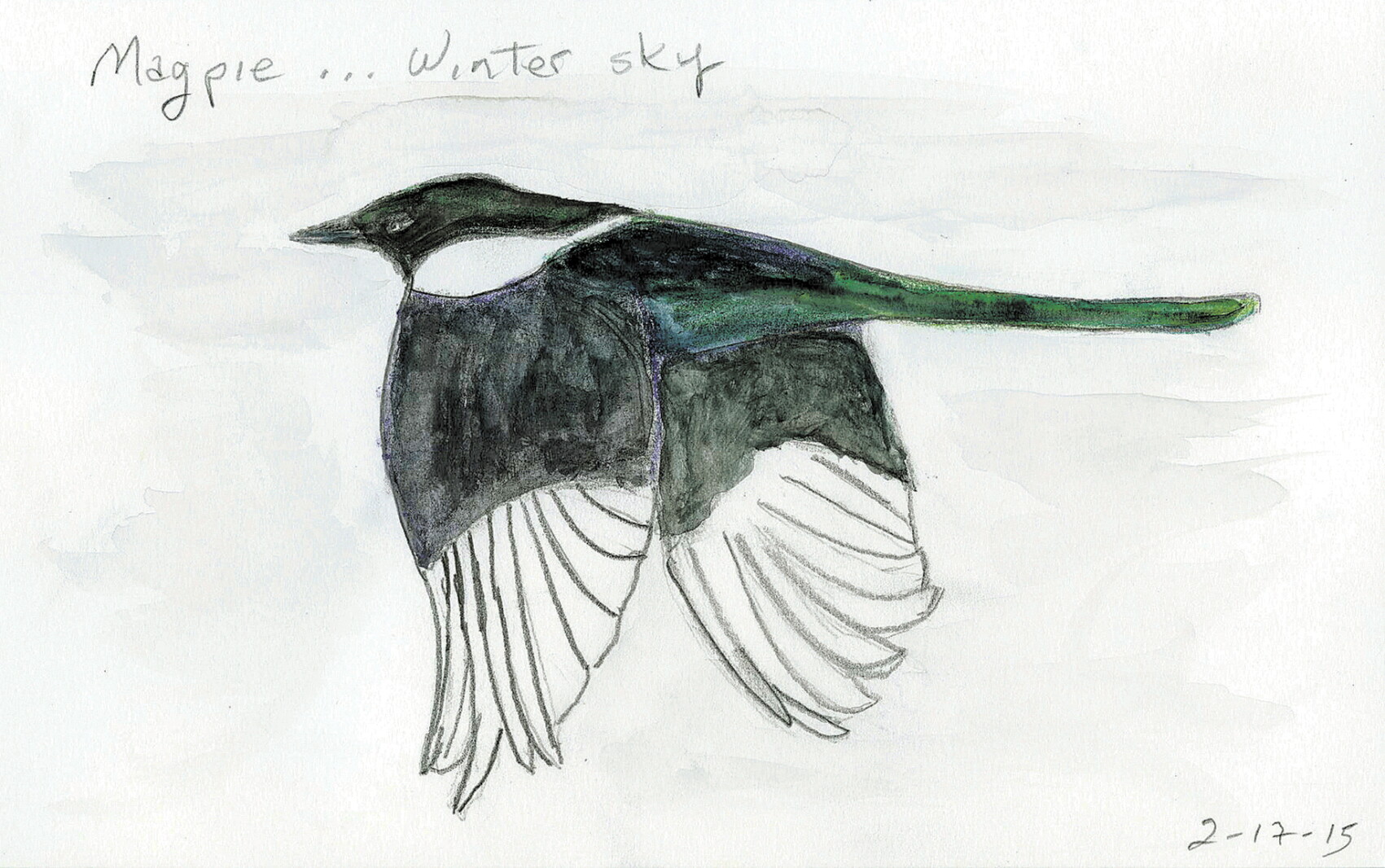 ALWAYS IN SEASON: Magpies stand out in world folklore - Grand Forks ...