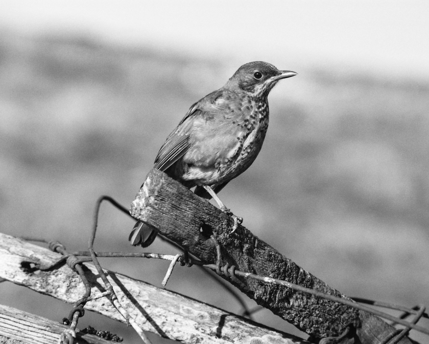 Austral Thrush, Falkland Islands.png