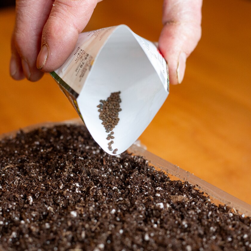 Tiny seeds can simply be sprinkled on the surface of the mix.