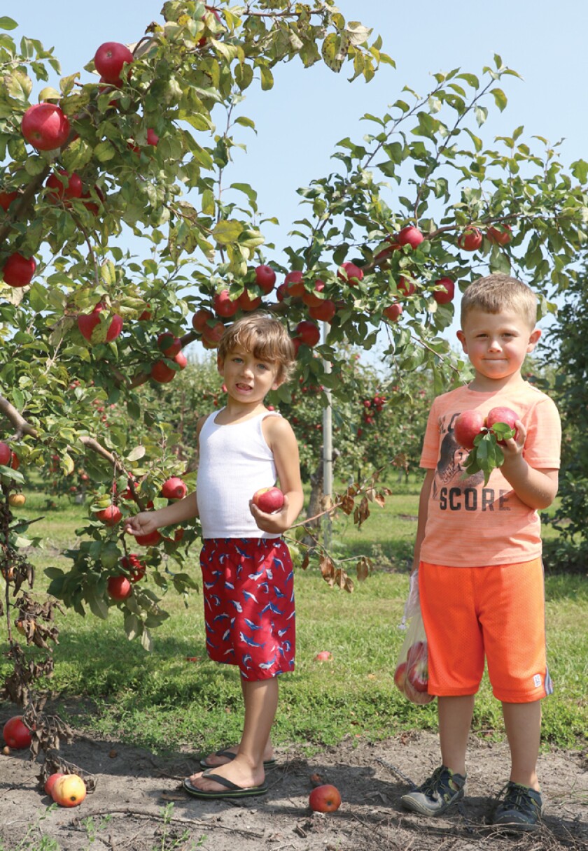 3658338+091317.N.TG_. apple pickers rgb.jpg