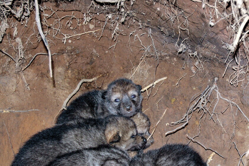 Wolf Den Containers Researchers visit wolf dens to learn more about pup survival and wolf ...