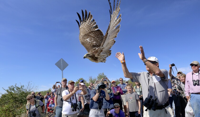 red-tailed hawk release at hawk Ridge