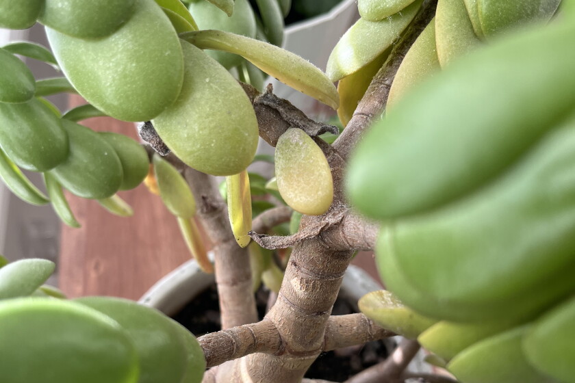 money tree stem braid Money Tree Braid
