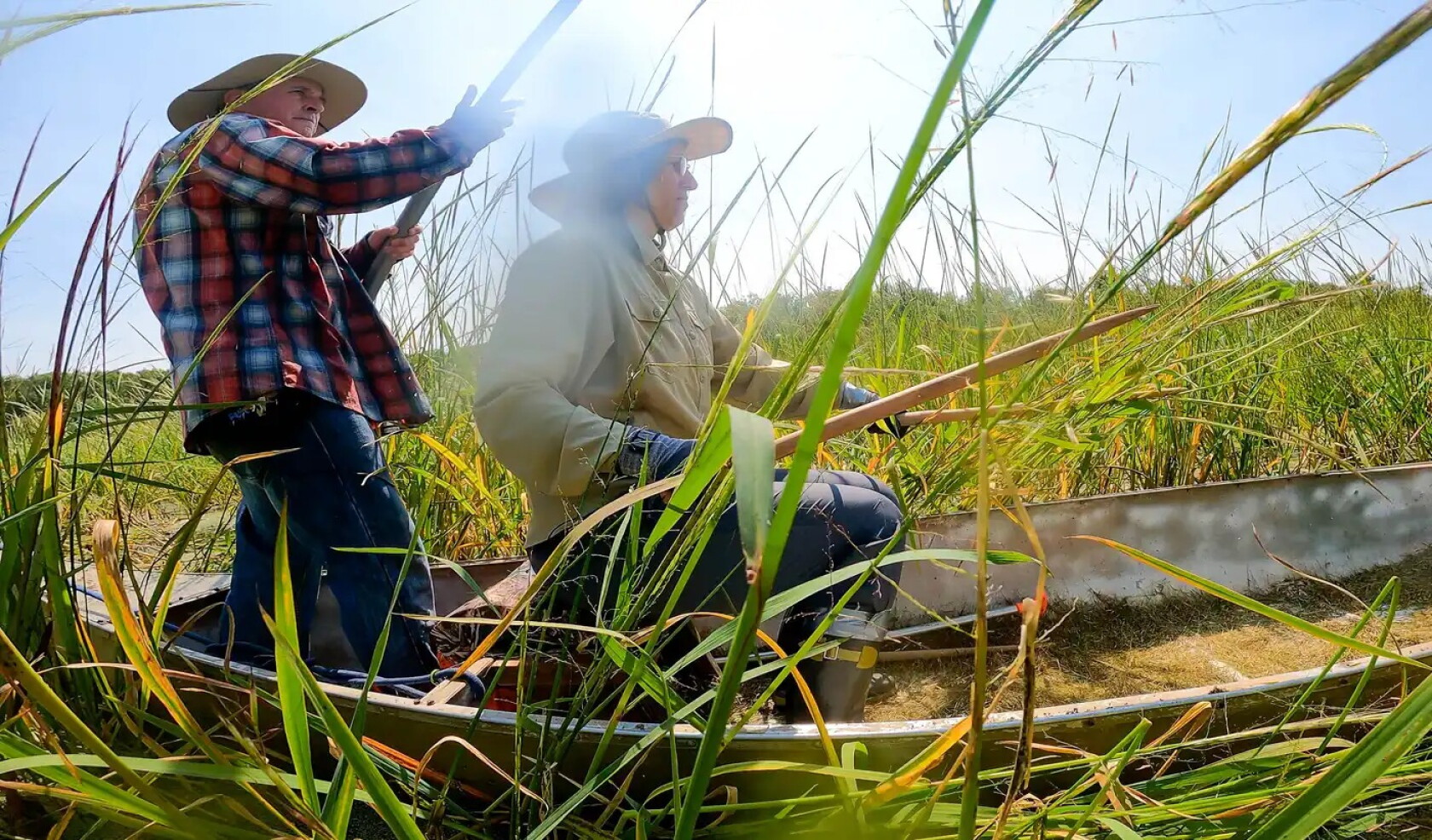 Wild Rice Pollution Minnesota officials announce plans for more study on impacts of sulfate ...