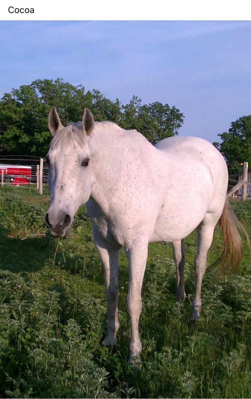 Cocoa, the horse Shannon Ness's father rode when she was rescued from being kidnapped in 1996 in LaMoure County North Dakota..jpeg