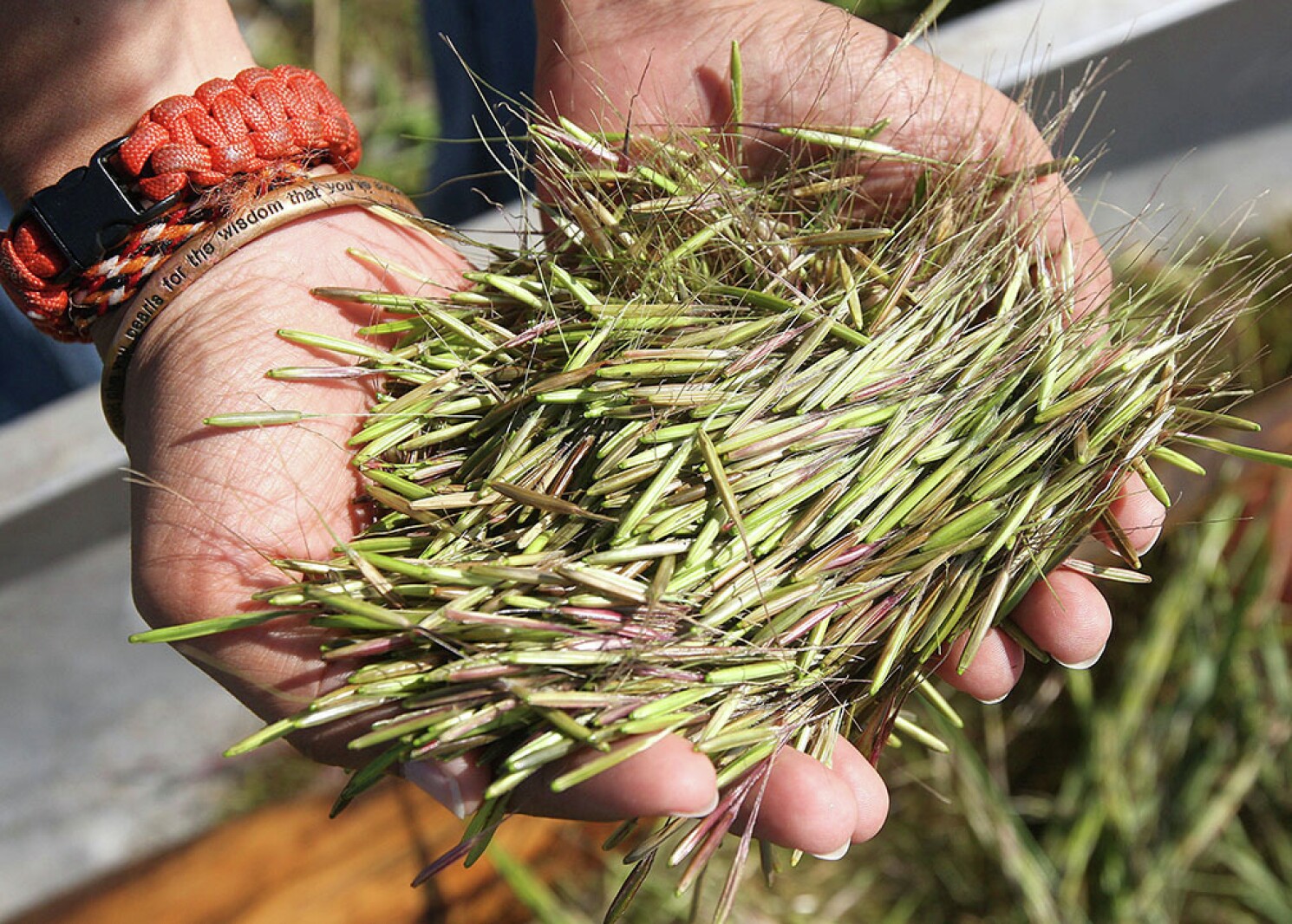 Stakes high as Minnesota enforces wild rice sulfate standard - Duluth ...