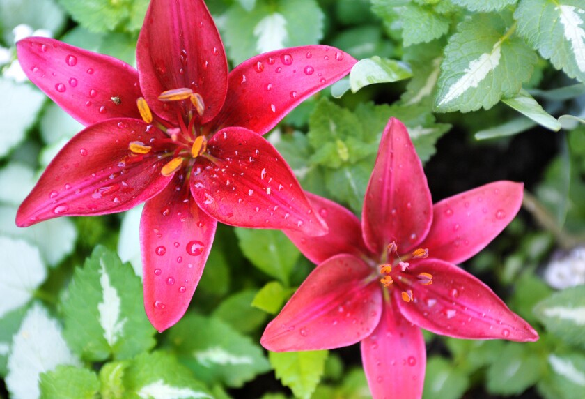 Garden tour