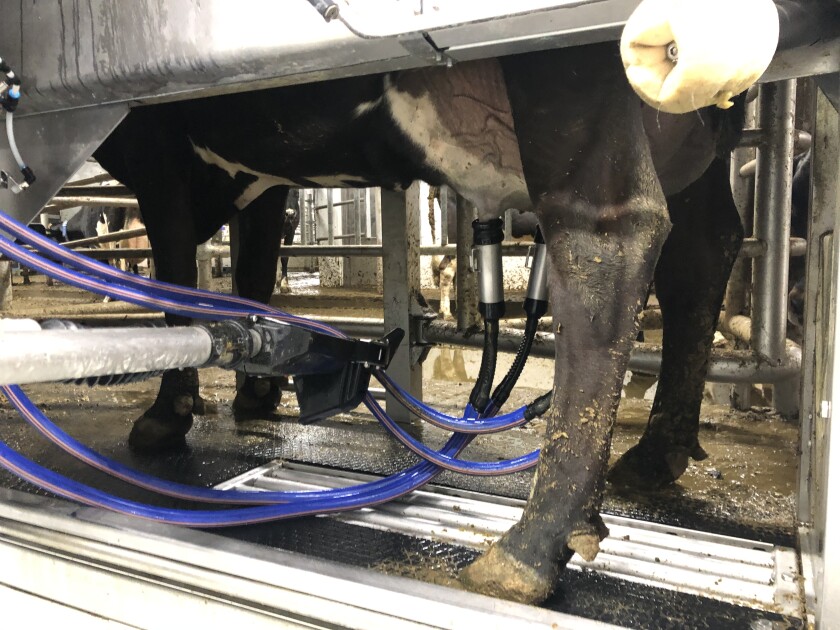 Cups on cow.jpg