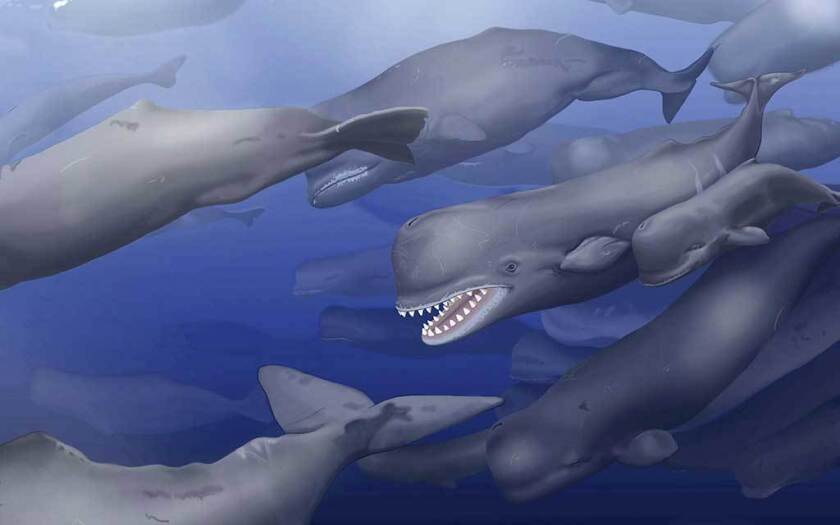 2197221+1212_SCIENCE-WHALE-2.jpg