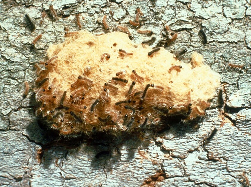 spongy moth egg mass hatching