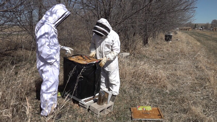 4-7 HONEY BEES PKG.Still002.jpg