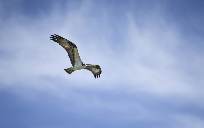 072220.N.BP.OSPREY - secondary.jpg