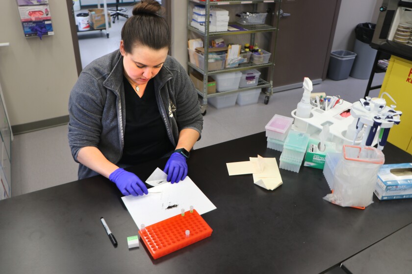 A woman stands at a laboratory bench, sorting weed seeds for DNA testing.