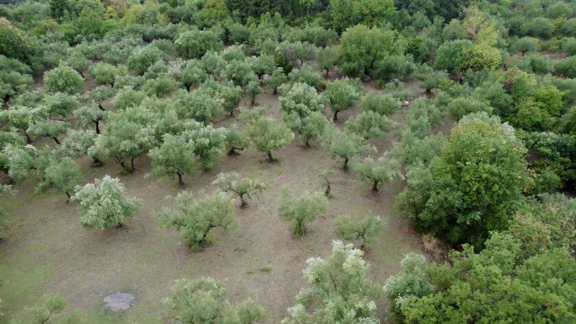 A grove of olive trees is viewed from above.
