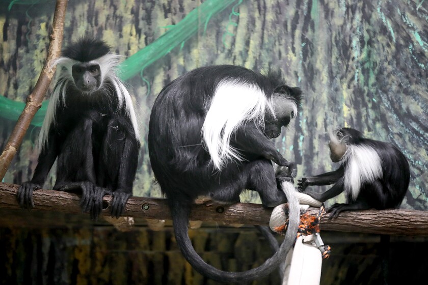 A family of Angolan Colobus monkeys play in the Primate Conservation Center at the Lake Superior Zoo