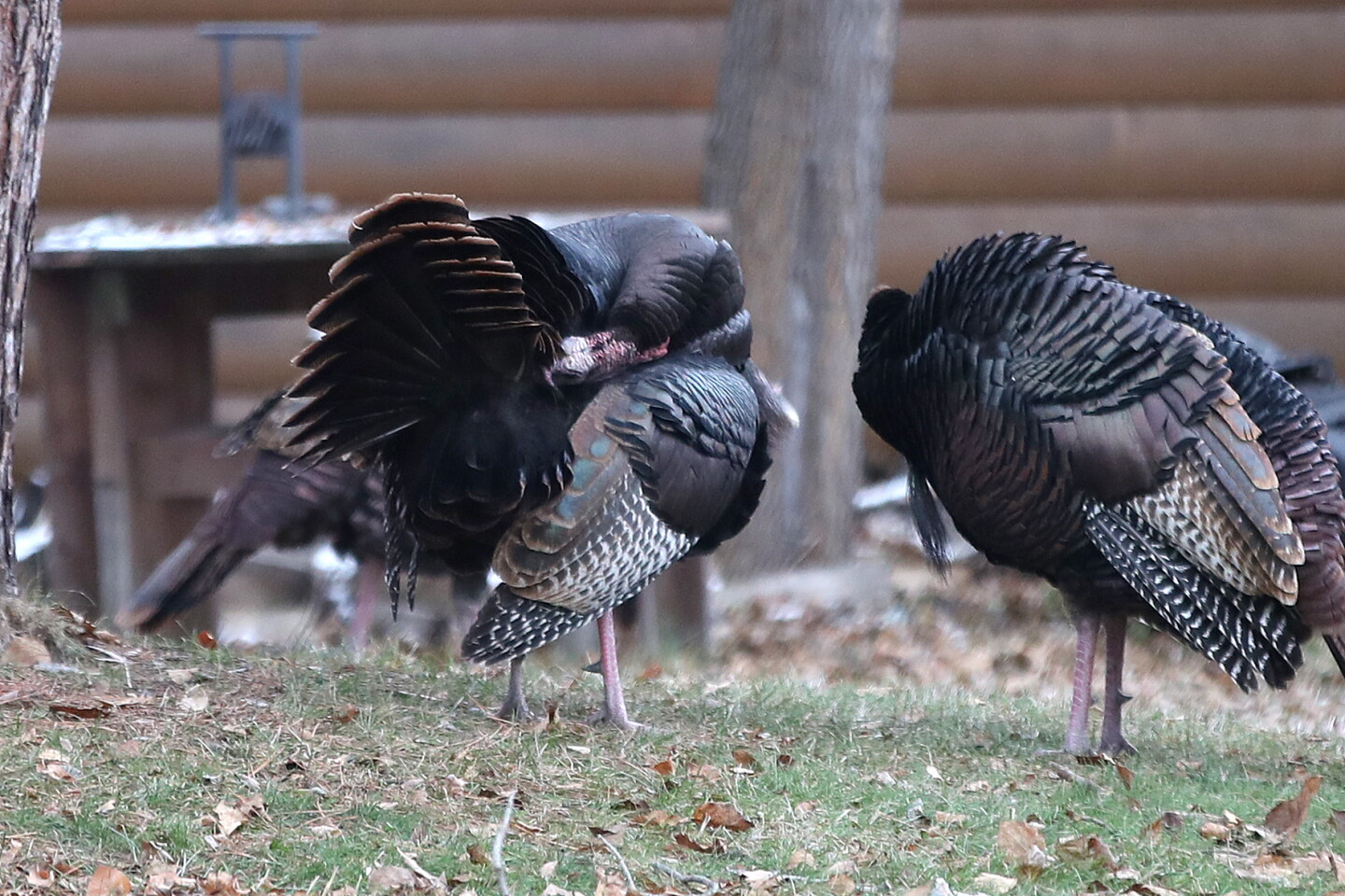 Turkeys In Minnesota Photos: Wild turkeys preen in Superior - Duluth News Tribune | News ...