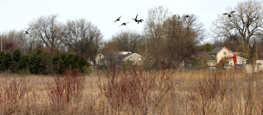Wood ducks and blue-winged teal flush out of a pond in the Worthington Waterfowl Production Area Tuesday afternoon.