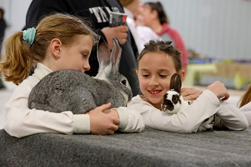 The 14th annual 4-H rabbit fun show and workshop judging Saturday, April 30, 2022, at the Crow Wing County Fairgrounds.