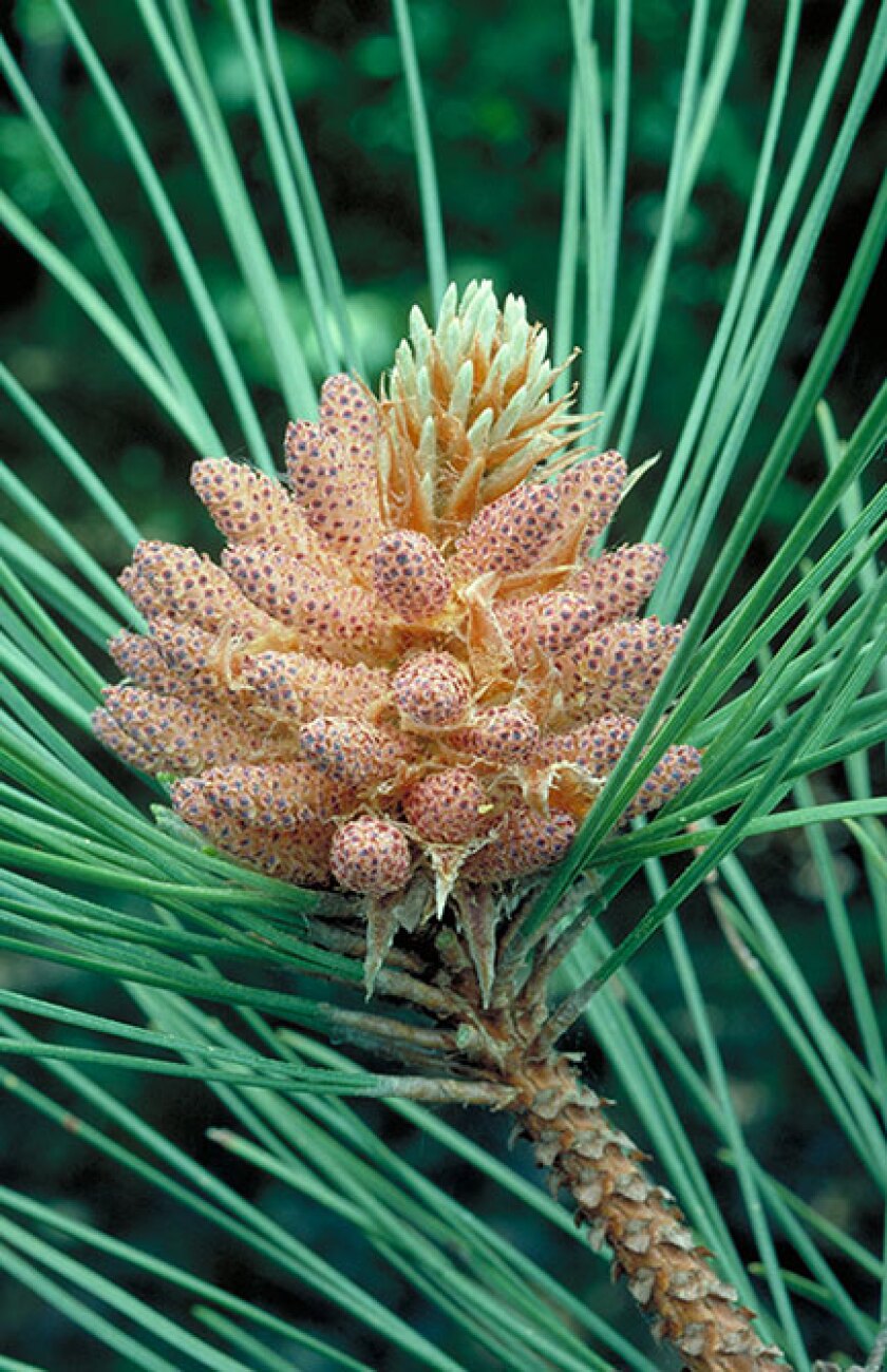 norway pine.jpg