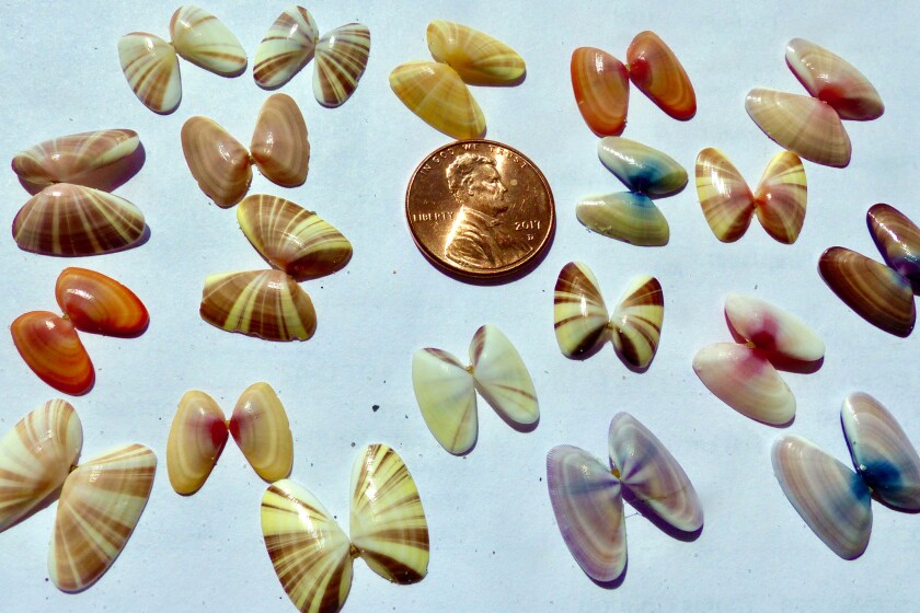 Nature Nut: 'Butterfly shells' display a colorful variety - Post ...