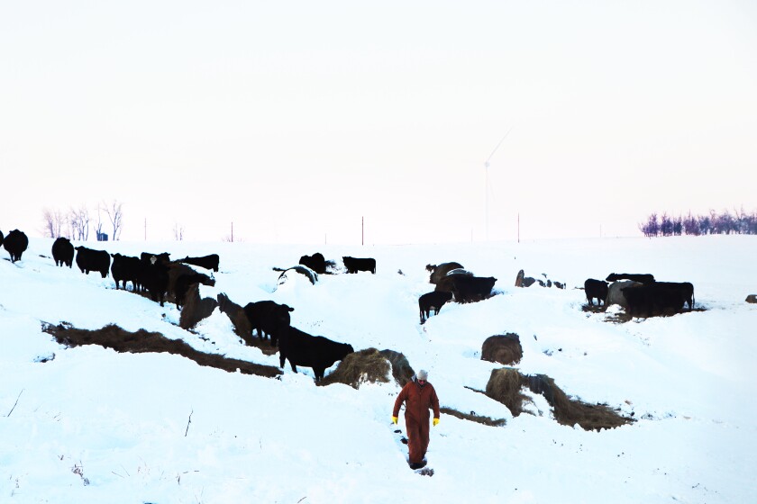 Black cattle stand near bales in hillside as a man walks through.