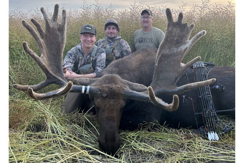 Largest Moose Ever Shot: Jaw-Dropping Record Breaker