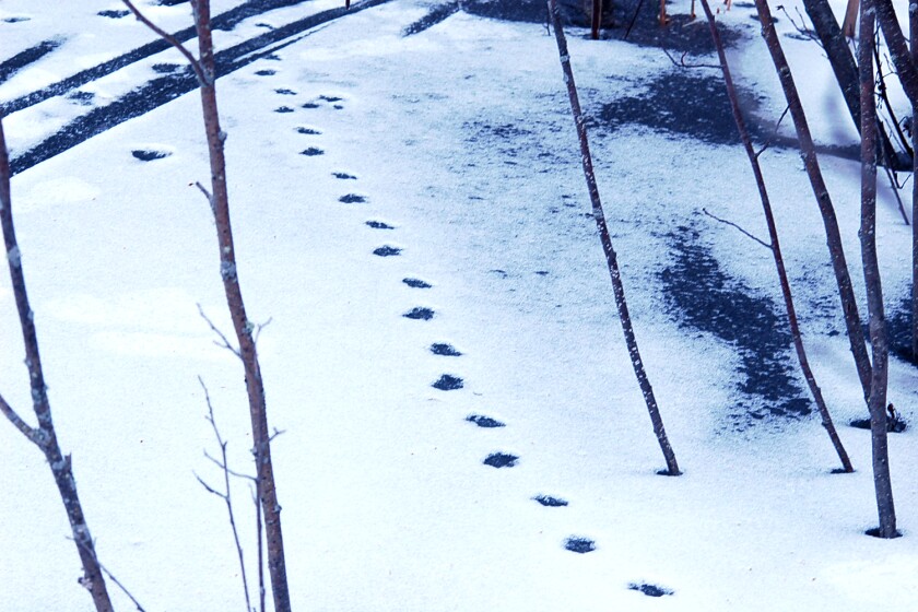 round footprints in snow