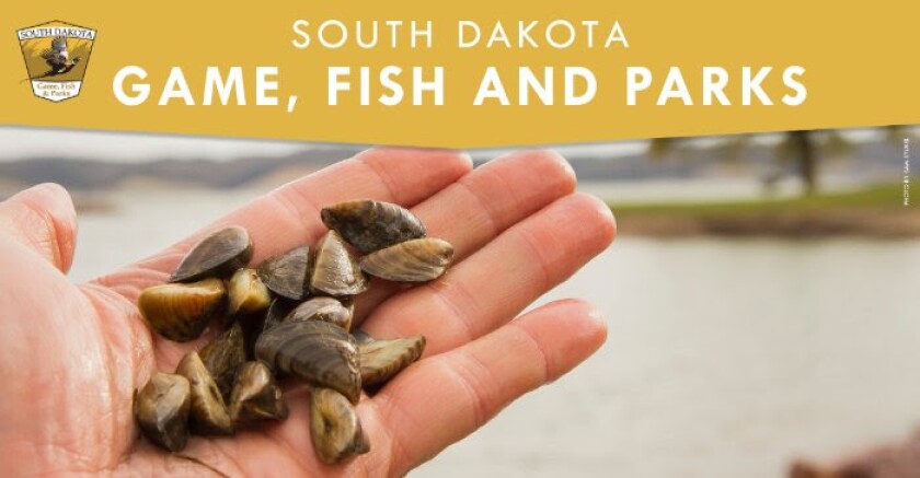 A hand holding several zebra mussels on top of the South Dakota Game, Fish and Parks logo.