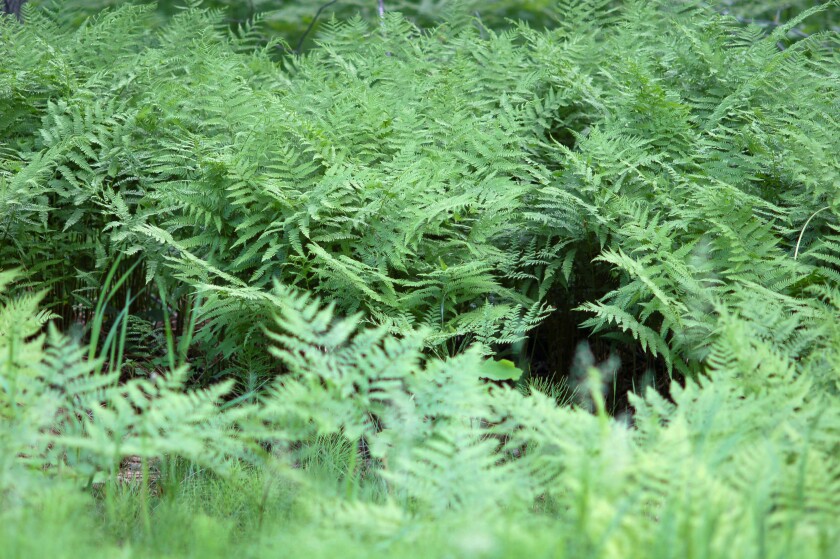 Green leafy plants grow abundantly on the forest floor.