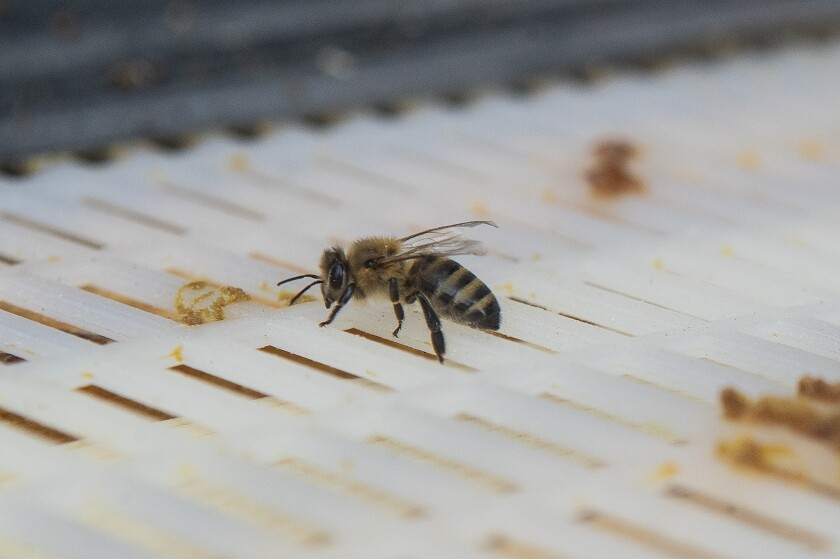 A lost honey bee walks around in the truck bed of local beekeeper Russ Koopman outside Olivia on Wednesday, July 20, 2022.