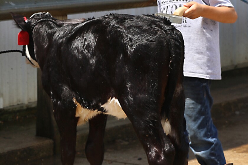 072118.N.DG_. Osceola County Fair 13 web.jpg