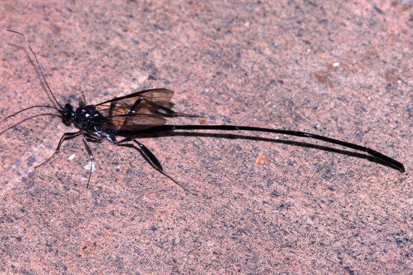 Northland Nature: That strange insect in the yard, explained - Duluth ...