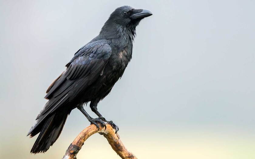 031321_inside-outdoors-raven-shutterstock.jpg