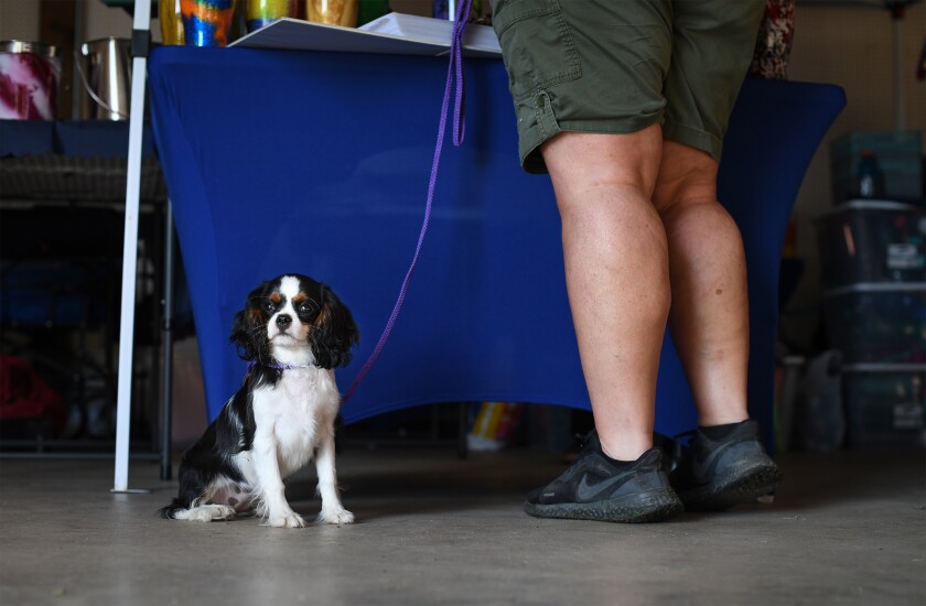 091121.N.BP.DOGSHOW3.jpg